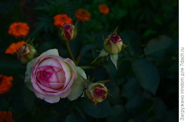 фото
