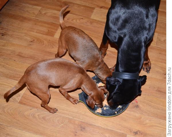 Дружная семейка