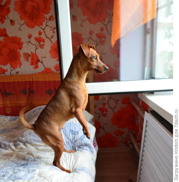 Где-то замяукало...