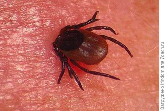 Присосался, проколов кожу.