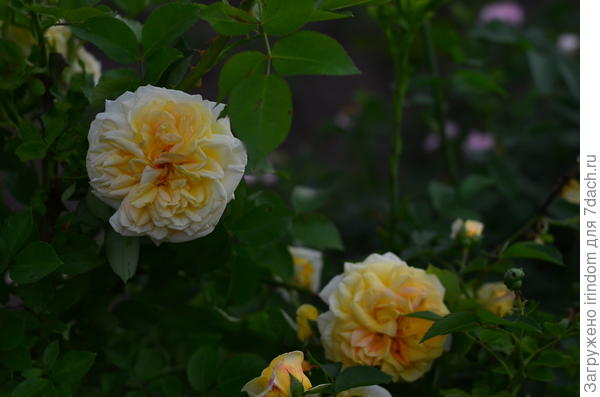 начальный снимок