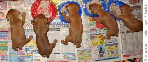 газетки выручают