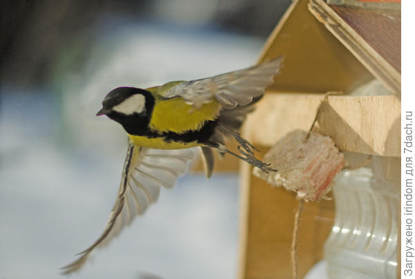 Улыбнитесь, сейчас вылетит птичка!