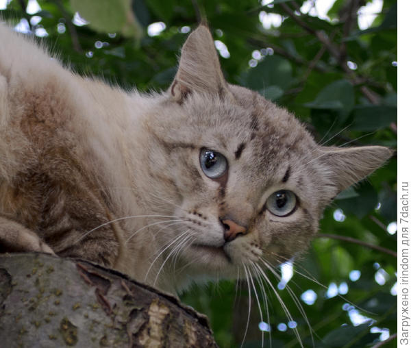 Охота на соседского кота