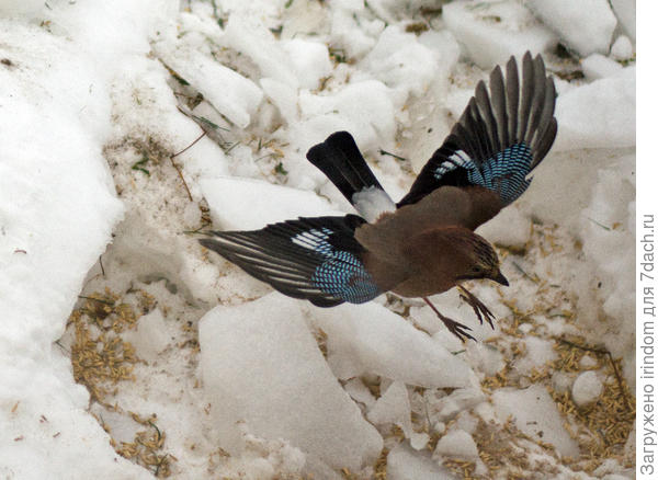 Цель вижу. Разрешите посадку.