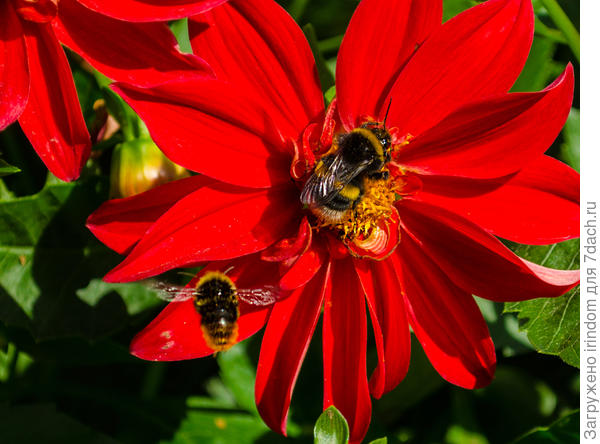 Полёт шмеля