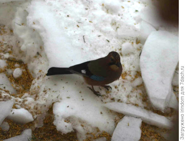 После обработки Photoshop Online