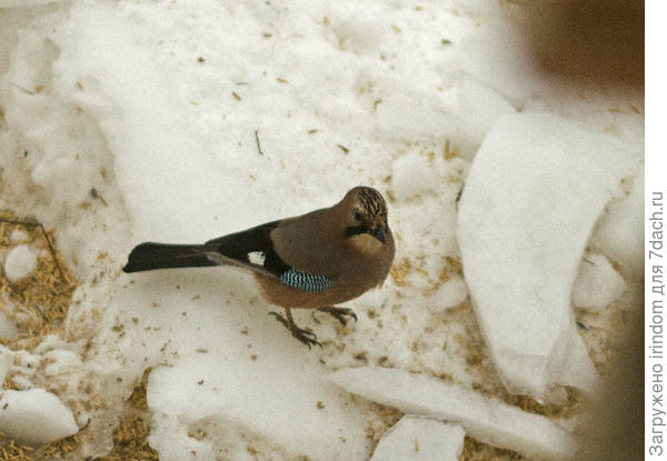 После обработки Photoshop