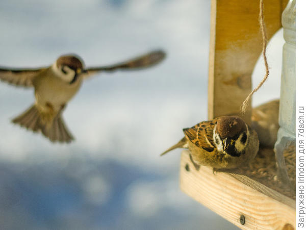 Летают тут всякие, обедать мешают