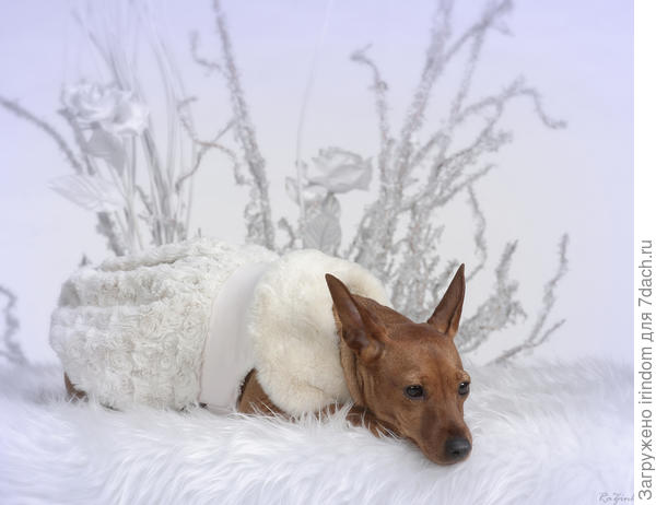 Зимняя сказка