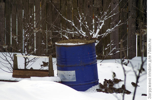 Птичий базар