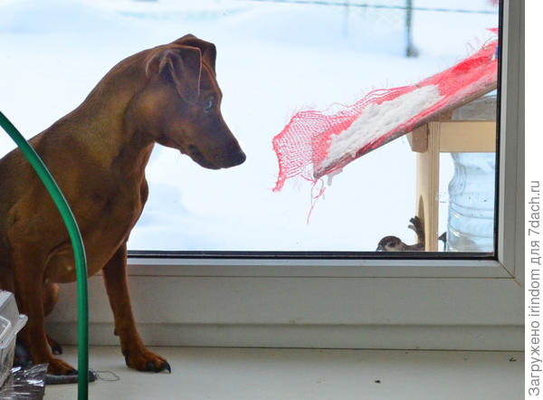 Сидит, наблюдает за птичками. Знает, что если пошевелится - они улетят.