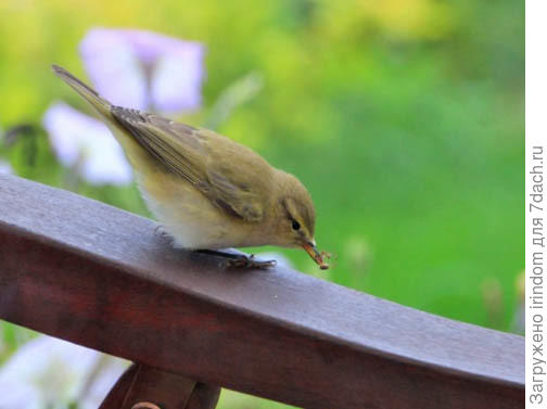 Реально у нее в клюве паучок)))