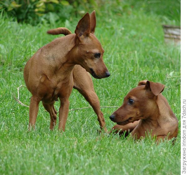Мои девчата - Зося и Марго