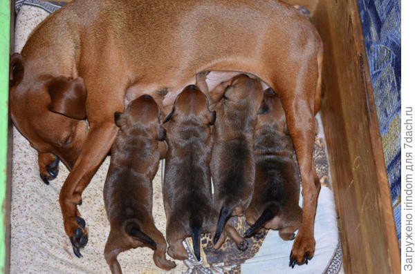 Найди пятого)))))