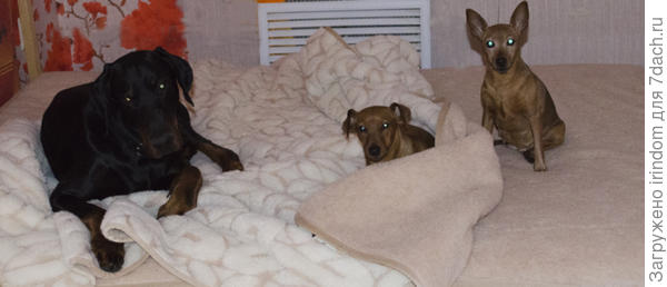 Пока хозяева не спят)))