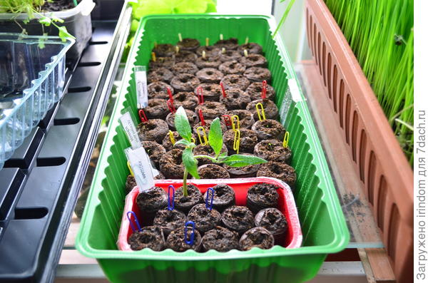 Петунии, изотома и попытка укоренить черенок будлеи. Она зимует дома, в ведре))