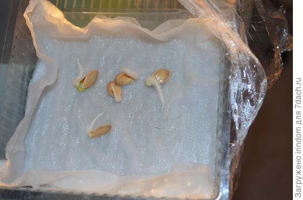 проверка всхожести