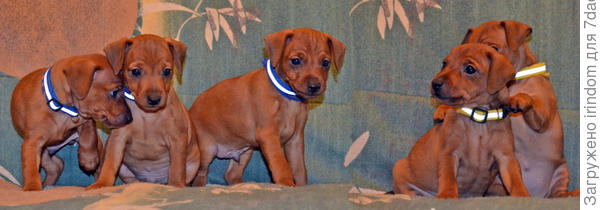Один мальчик - скромняга поехал в Москву, там как раз хотели не самого активного. В семью с детьми поехал второй, он не лидер, самостоятельный, не должен характер показывать. Девочка одна уехала во Владимир