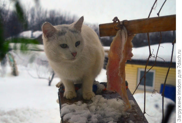 незваный гость