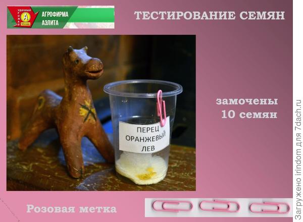 Оранжевый Лев просыпается