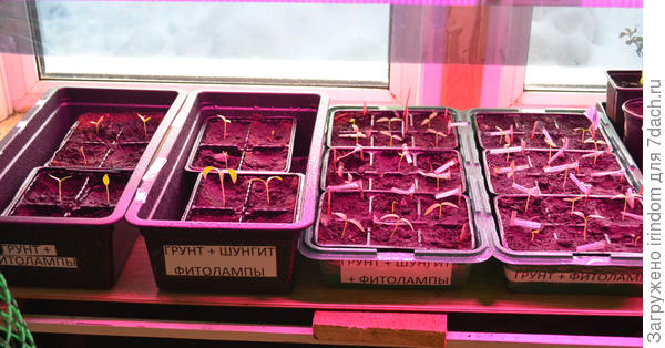 Под светодиодной фитолампой