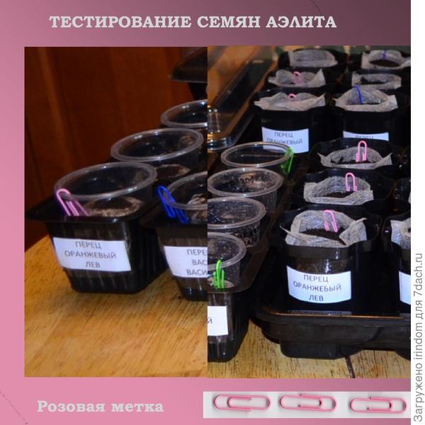 Оранжевый Лев