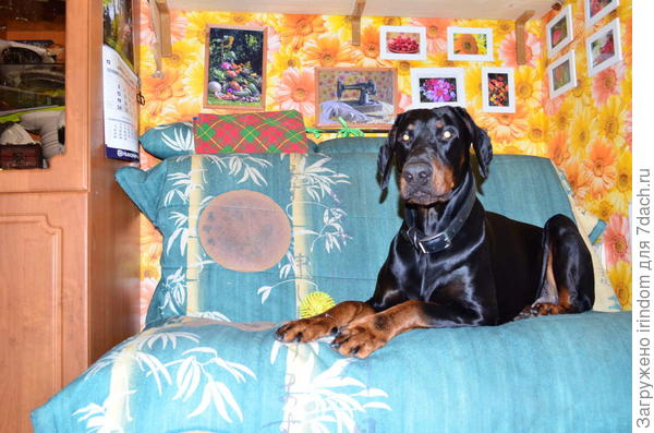 Привет от Кузяши)))