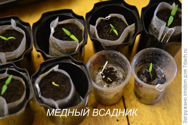 Всходы на 20 марта
