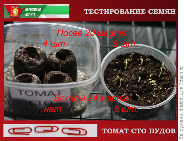 Очень дружные всходы в емкости с грунтом