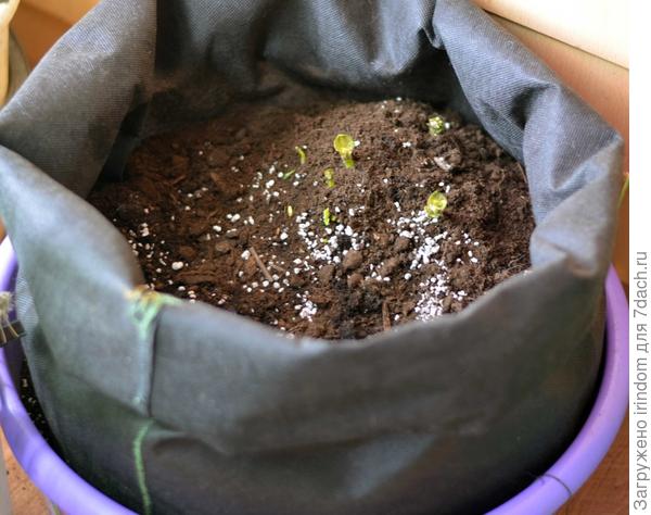 Картошинка растет