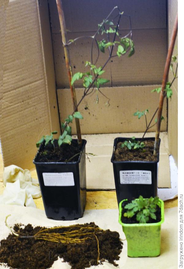 Все живы. У клематиса обломилась верхушка.