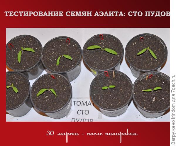 После пикировки, 30 марта