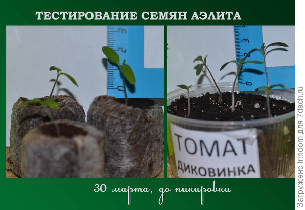 До пикировки, 30 марта