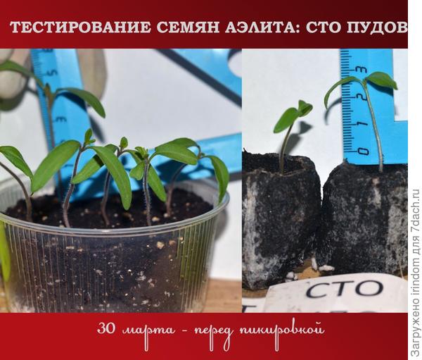 До пикировки, 30 марта