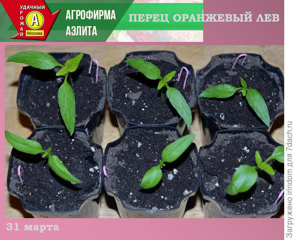 Оранжевый Лев