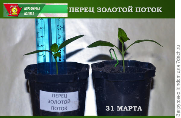 Появление первого настоящего листа