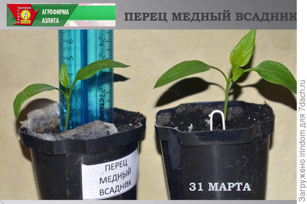 Рассада в фазе первого листа