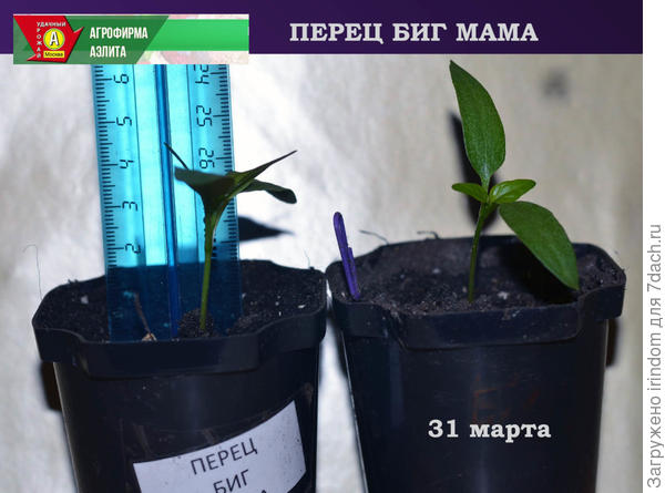Появление первого настоящего листа