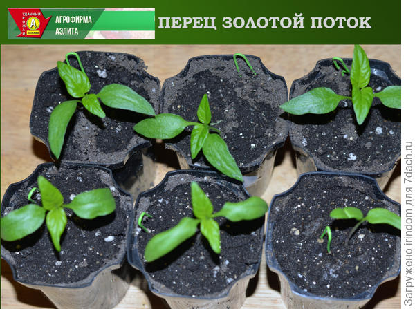 Рассада перца Золотой Поток