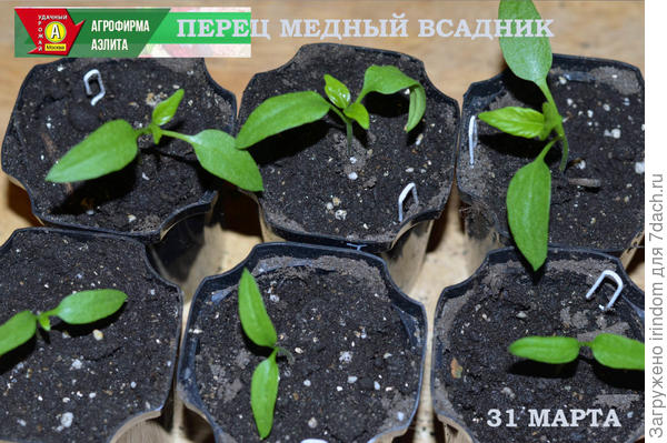 Рассада, выращенная в грунте на заднем плане. Первый ряд — рассада, выращенная в торфяных таблетках.