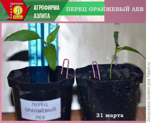 Рассада в фазе первого настоящего листа