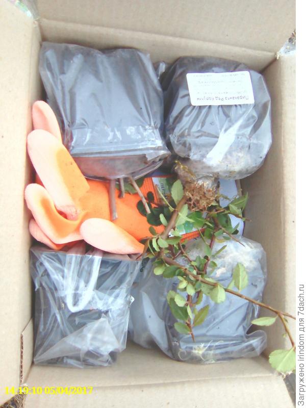 И приятный подарок - садовые перчатки