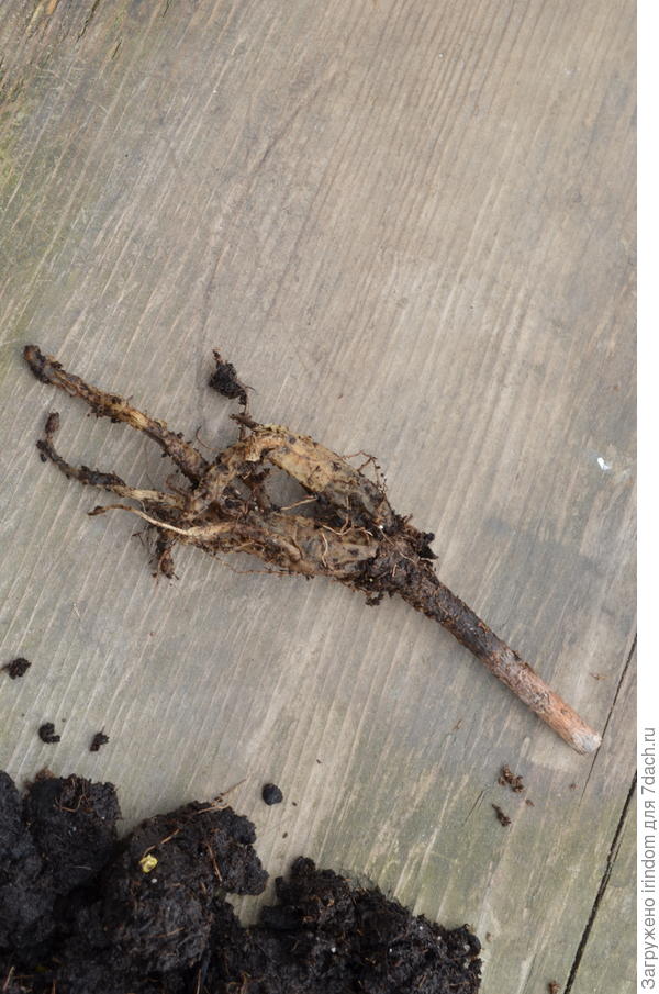 Без признаков жизни