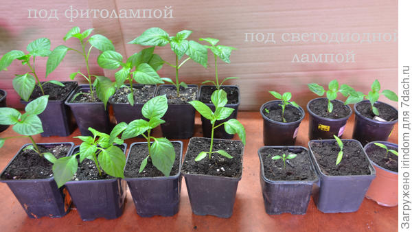 Перцы: на переднем плане растения без добавления в грунт &quot;Шунгитерра&quot;, на заднем плане - в грунт добавлено 10% удобрения