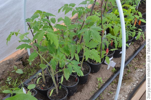 Сто Пудов, 25.04