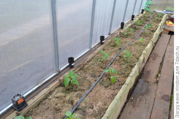 Осилила посадку третьей грядки. Ставлю галочку в планах - работа выполнена.