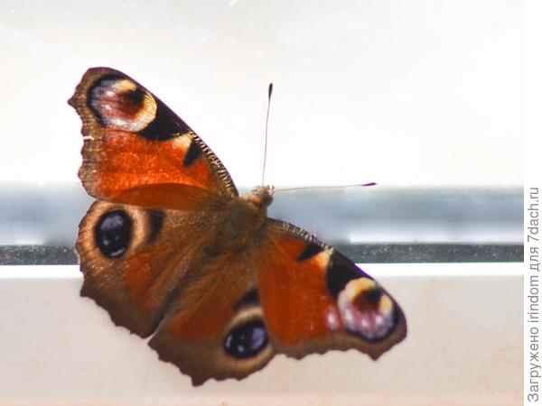 Проснулась)))