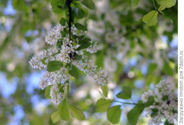 Запоздалая черемуха