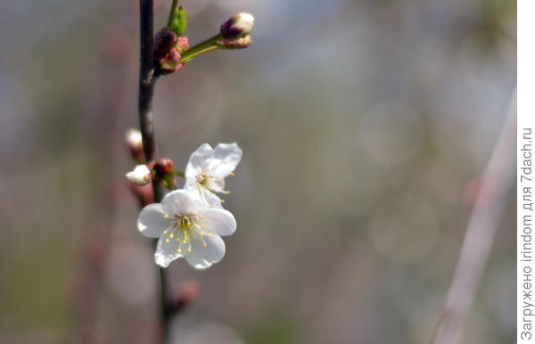 Вишня в цвету